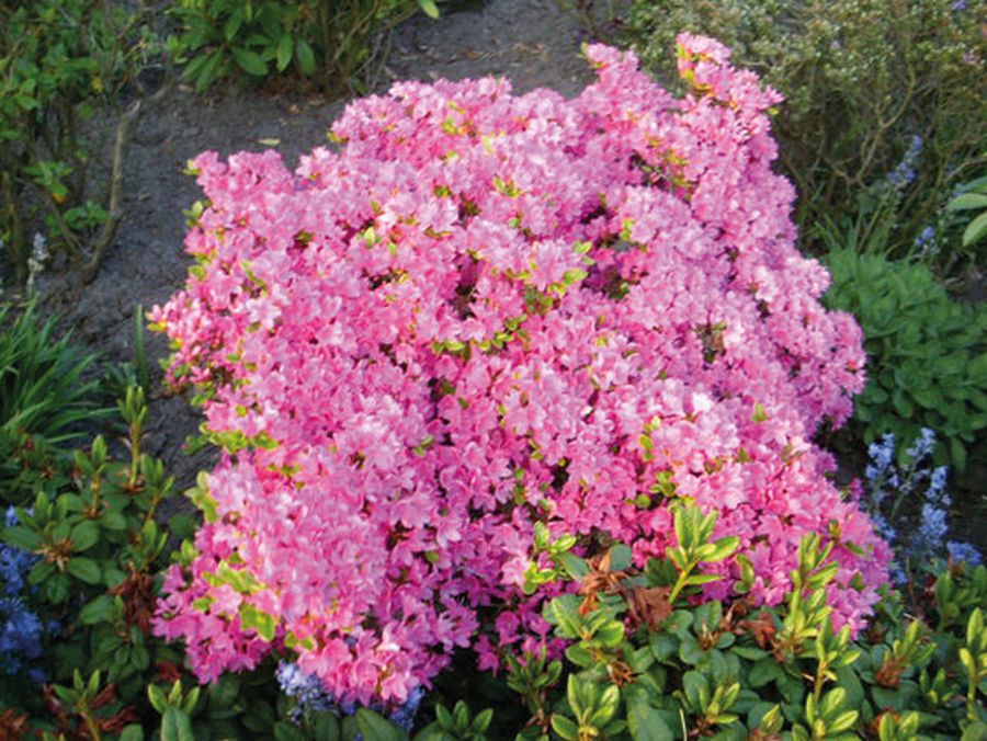 Rhododendron