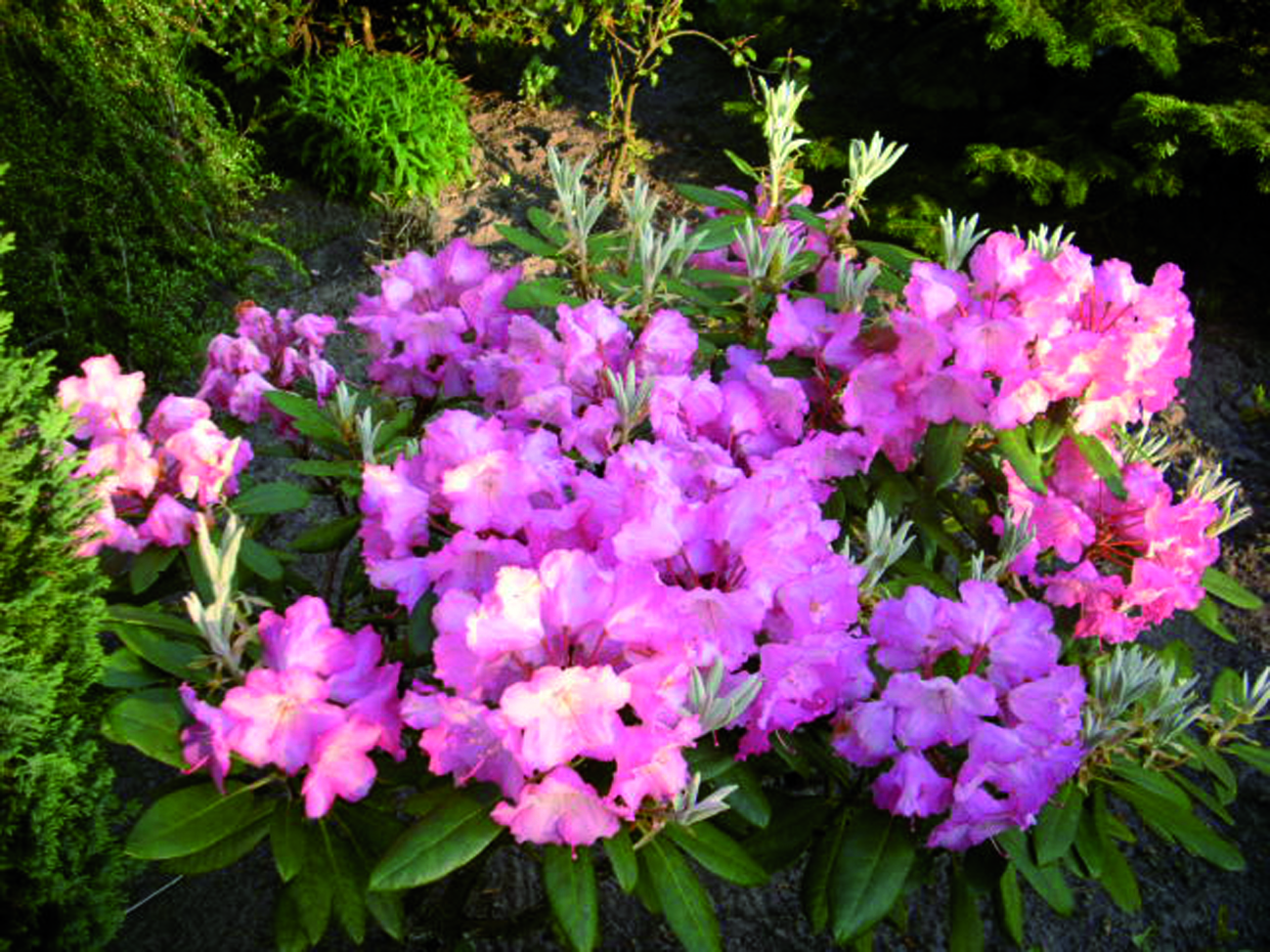 Rhododendron