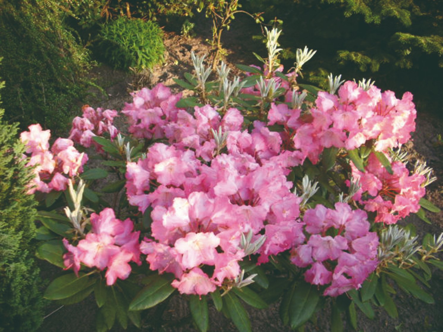 Rhododendron